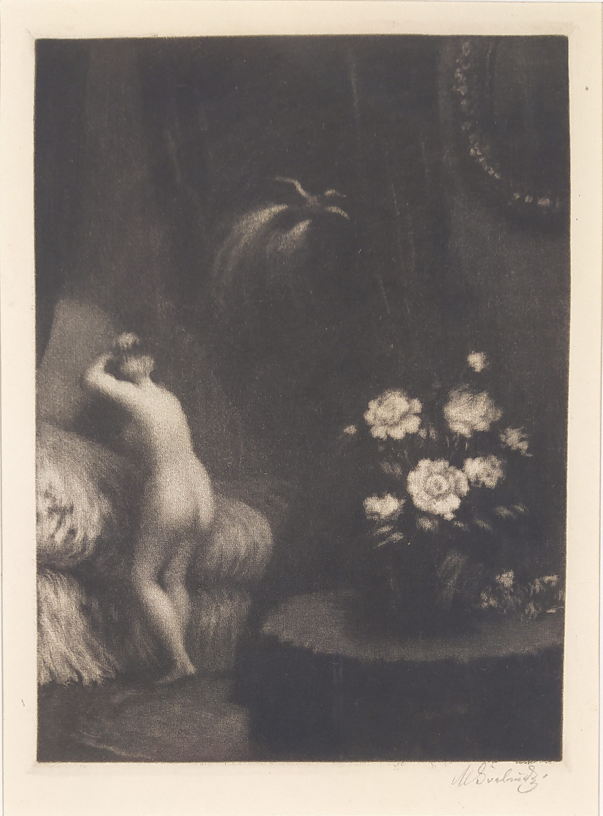 Švabinský Max – Bílá kamélie (střední), původní mezzotinta, 1910