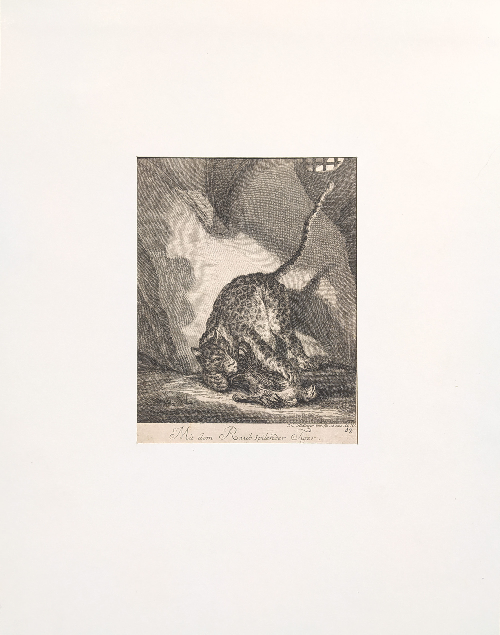 Ridinger Johann Elias – Tygr si hraje s dravcem, původní mědiryt, ca 1740