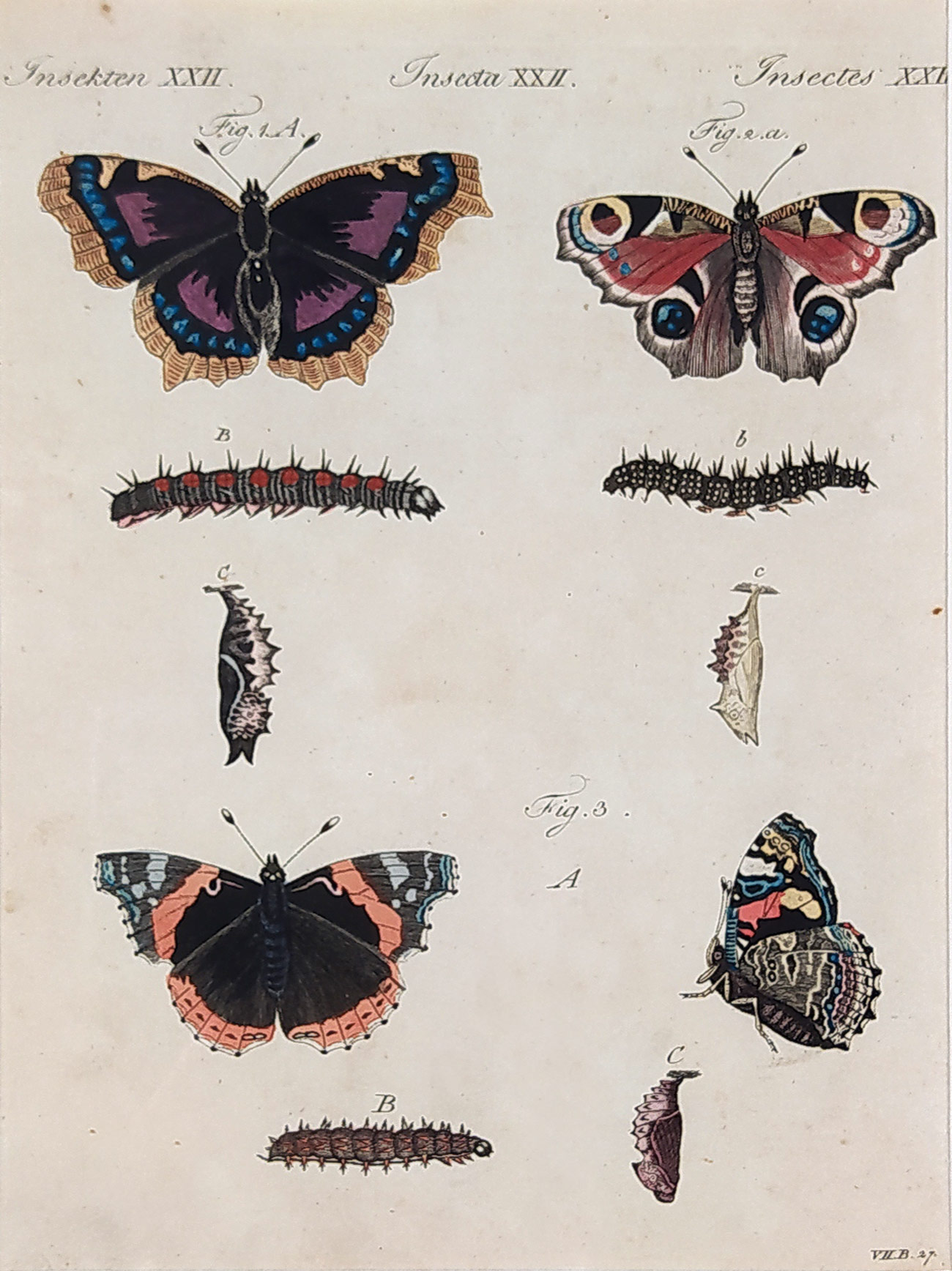 Schmuzer Jacob Xaver – Motýli, Babočkovití, staře kolorovaný původní mědiryt, ca 1760