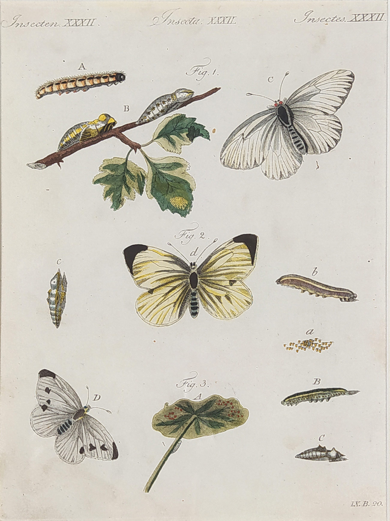 Schmuzer Jacob Xaver – Motýli, Běláskovití, staře kolorovaný původní mědiryt, ca 1760
