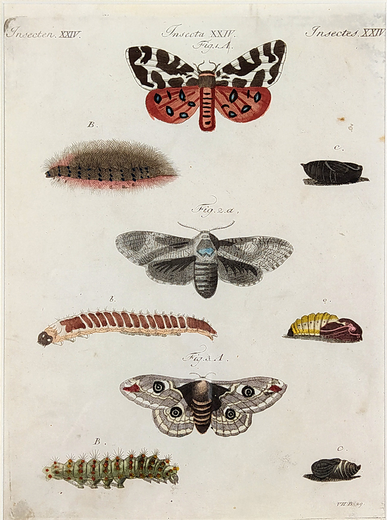 Schmuzer Jacob Xaver – Motýli, Přástevník medvědí, Lišaj paví oko, Martináč bukový, původní mědiryt, ca 1760