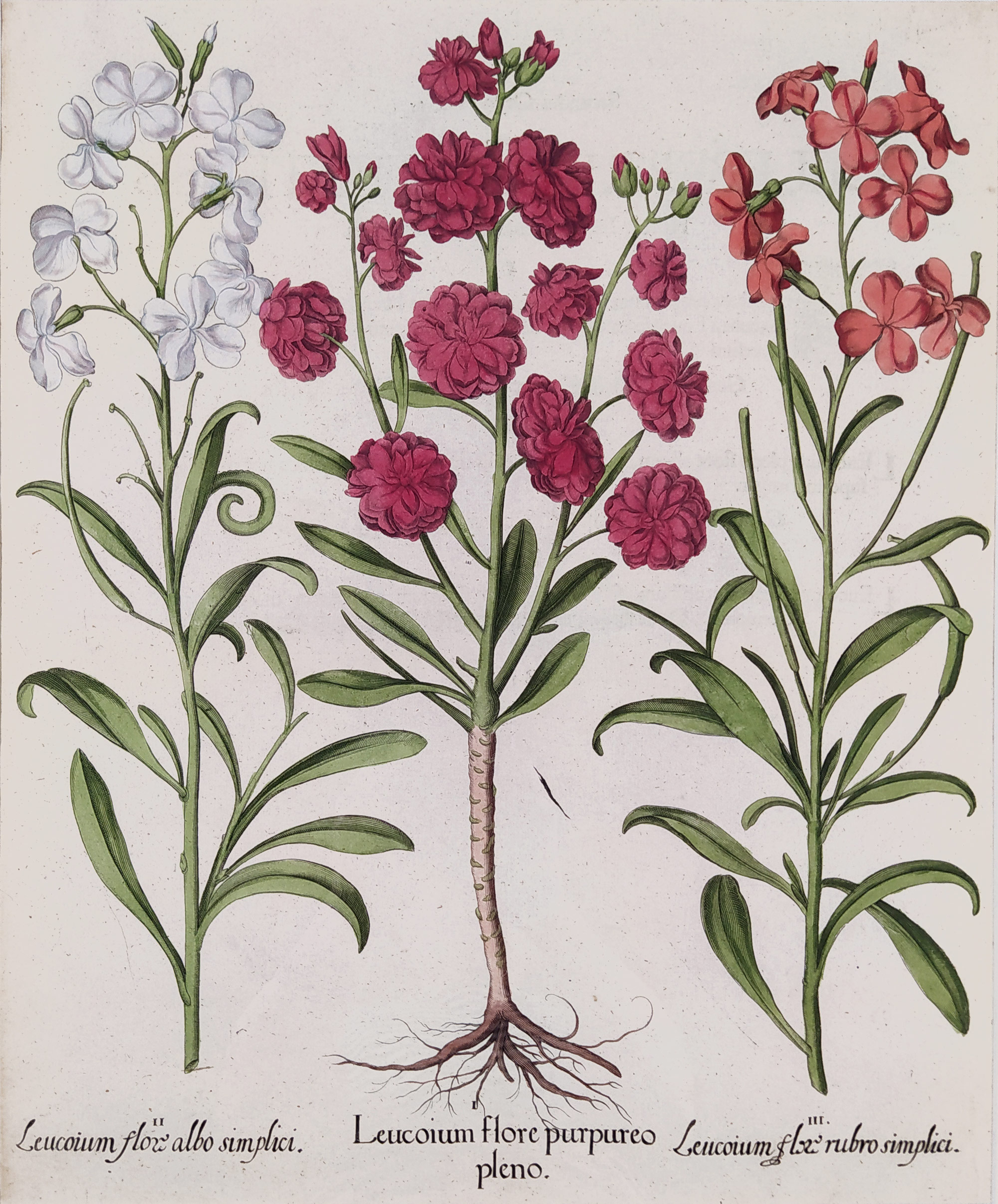 Besler Basilius – Hortus Eystettensis, staře kolorovaný původní mědiryt, 1613