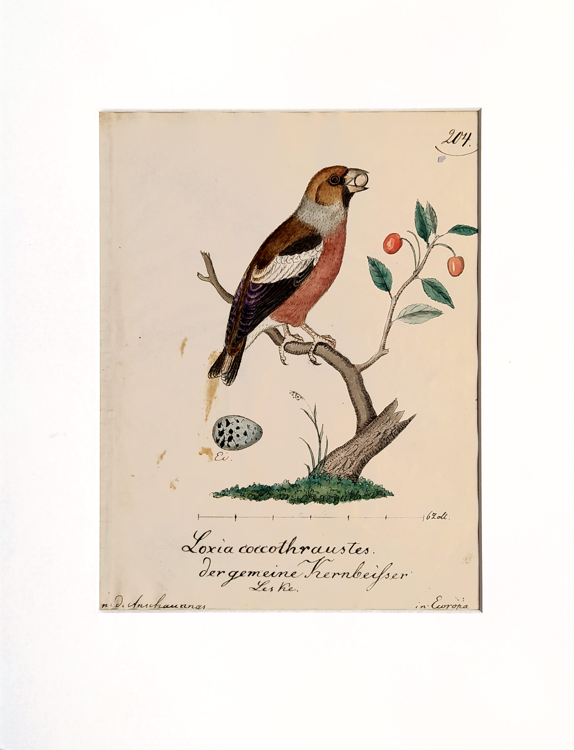 Dlask tlustozobý – Ptáci, Loxia coccothraustes, akvarelem kolorovaná kresba, ca 1780