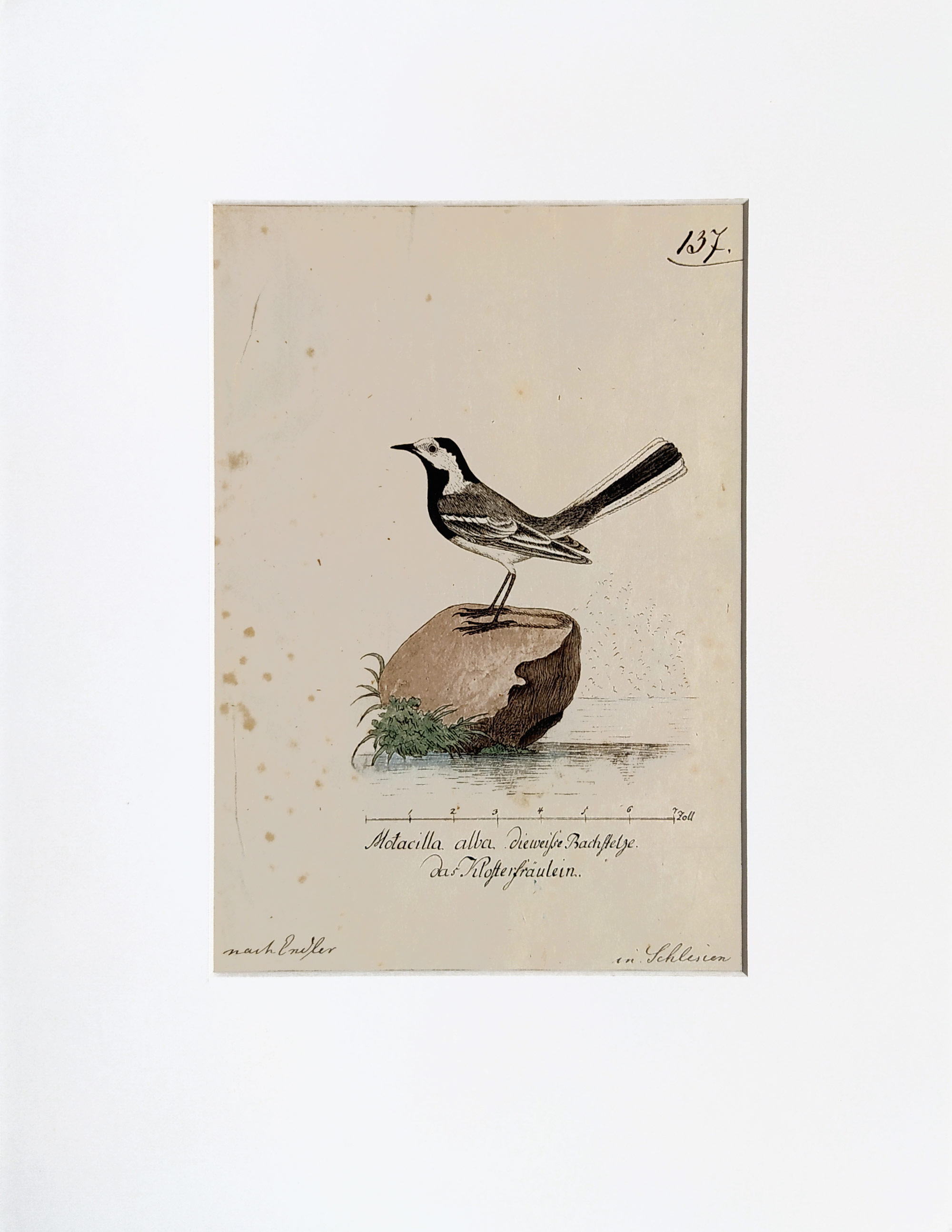 Konipas bílý – Ptáci, Motacilla alba, staře kolorovaný původní lept s ručně psanými popisy, ca 1780