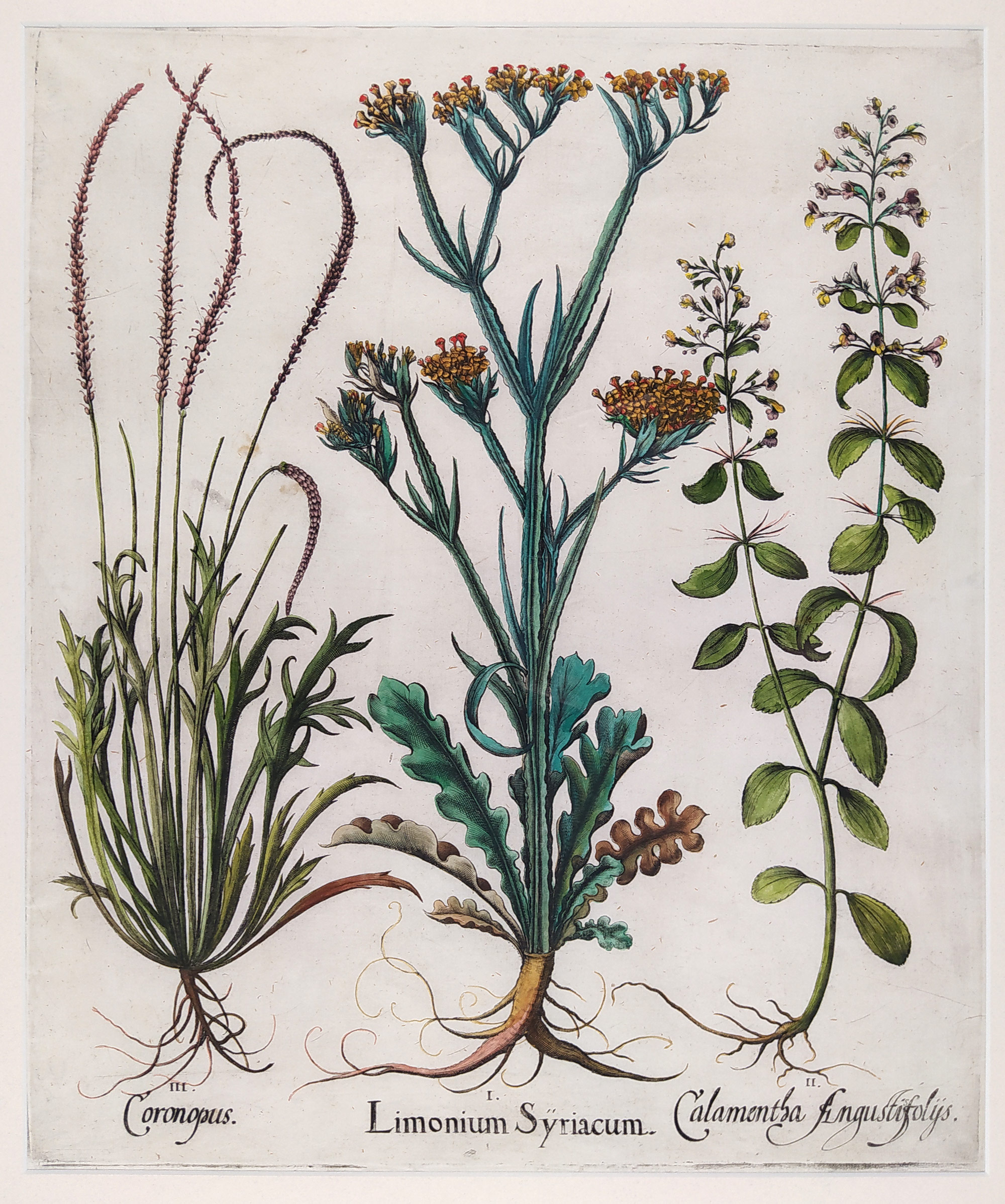 Besler Basilius – Hortus Eystettensis, staře kolorovaný původní mědiryt, 1613