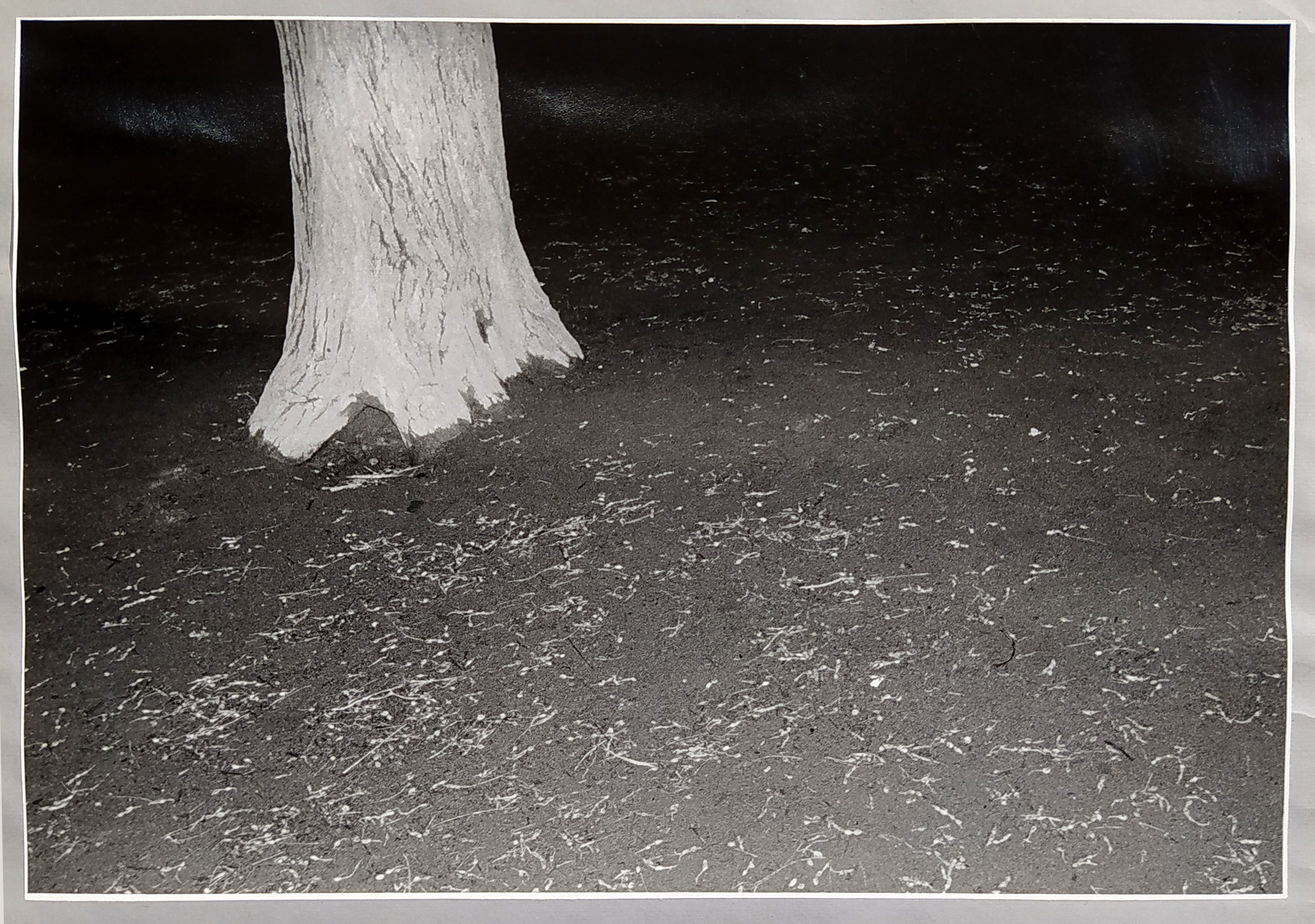 Župník Peter – Similarity 5, dvě autorské fotografie, 1984