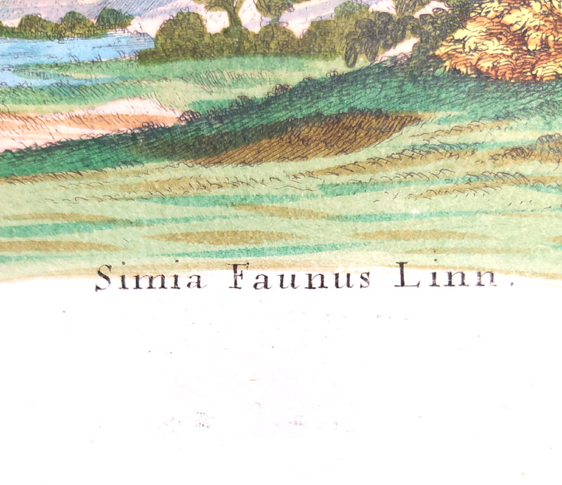 Leitner J. S. – Kočkodan, staře kolorovaný původní mědiryt, 1755