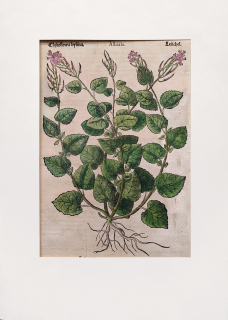 Mattioli Pietro Andrea – Česnáček lékařský, kolorovaný původní dřevořez, 1562