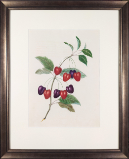 Brookshaw George – Třešeň Srdcovka, Groups of Fruit, staře kolorovaný původní mědiryt, 1819