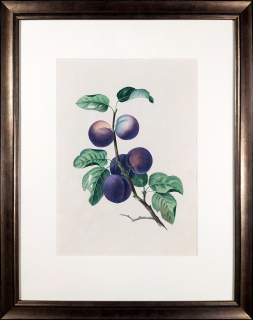 Brookshaw George – Slivoň švestka, Groups of Fruit, staře kolorovaný původní mědiryt, 1819