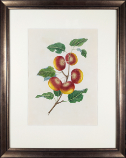 Brookshaw George – Jabloň, Groups of Fruit, staře kolorovaný původní mědiryt, 1819