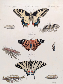 Schmuzer Jacob Xaver – Motýli, Otakárek fenyklový, Babočka admirál, Otakárek ovocný, kolorovaný mědiryt, 1792