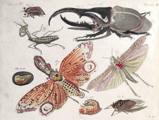 Schmuzer Jacob Xaver – Lucernačka, Saranče, Kudlanka, Cikáda, Nosorožík, Chroust, kolorovaný mědiryt, 1792