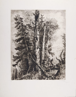 Vik Karel – Lesní polomy, původní lept, 1938