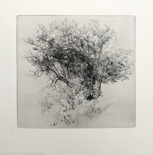 Stössel Oskar – Baumstudie, původní lept, ca 1920