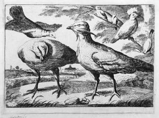 Barlow Francis – podle V. Hollara, Parthey 2130, stranově převráceno, původní lept, 1696