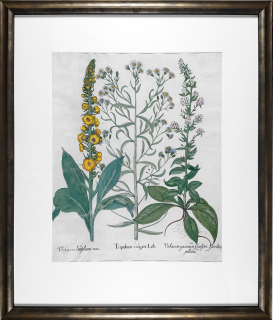 Besler Basilius – Hortus Eystettensis, staře kolorovaný původní mědiryt, 1613