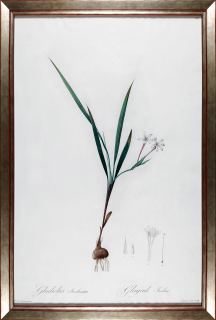 Redouté Pierre Joseph – Eleutherine, staře kolorovaná původní akvatinta, 1805–1816