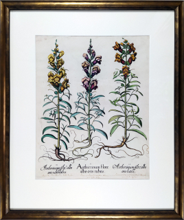 Besler Basilius – Hortus Eystettensis, staře kolorovaný původní mědiryt, 1613