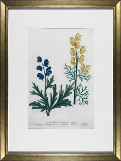 Weinmann Johann Guilielm – Oměj, Oměj jedhoj, staře kolorovaná mezzotinta, 1734–1745