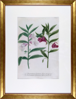 Weinmann Johann Guilielm – Balzamíny, staře kolorovaná původní mezzotinta, 1734–1745