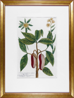 Weinmann Johann Guilielm – Turanky, Kopál, staře kolorovaná původní mezzotinta, 1734–1745