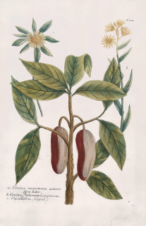 Weinmann Johann Guilielm – Turanky, Kopál, staře kolorovaná původní mezzotinta, 1734–1745