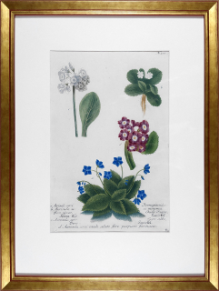 Weinmann Johann Guilielm – Primulky, staře kolorovaná původní mezzotinta, 1734–1745