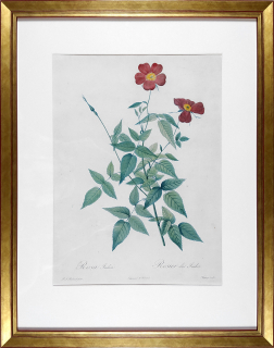 Redouté Pierre Joseph – Chapuy, Les Roses, staře kolorovaný původní lept, 1817