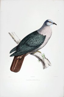 Oudart Paul Louis – Holub pacifický, staře kolorovaná původní litografie, 1850