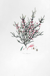 Andrews Henry Cranke – Vřesovec Erica, staře kolorovaný původní lept, 1794–1830