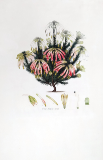 Andrews Henry Cranke – Vřesovec Erica, staře kolorovaný původní lept, 1794–1830