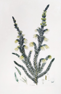 Andrews Henry Cranke – Vřesovec Erica, staře kolorovaný původní lept, 1794–1830