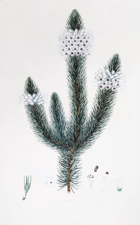 Andrews Henry Cranke – Vřesovec Erica, staře kolorovaný původní lept, 1794–1830