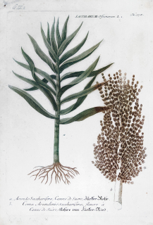 Weinmann Johann Guilielm – Cukrová třtina, staře kolorovaná původní mezzotinta, 1734–1745