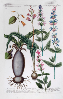 Weinmann Johann Guilielm – Hyacinty a Šalvěje, staře kolorovaná původní mezzotinta, 1734–1745