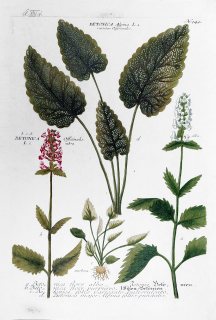 Weinmann Johann Guilielm – Bukvice, staře kolorovaná původní mezzotinta, 1734–1745