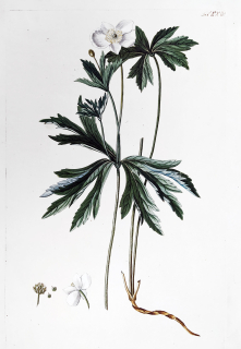 Neznámý autor – Sasanka hajní, staře kolorovaný původní lept, ca 1840