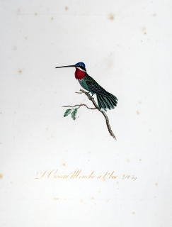 Audebert Jean Baptiste – Kolibřík, staře kolorovaný původní lept, 1800–1802