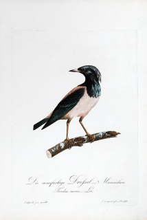 Susemihl J. C. – Drozd růžový, staře kolorovaný původní lept, 1805