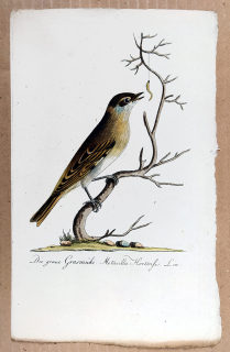Konipas – Die graue Grasmüke. Motacilla Hortensis, staře kolorovaný původní mědiryt, 1735