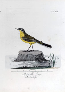 Mücke Heinrich – Konipas luční, staře kolorovaný původní lept, ca 1840