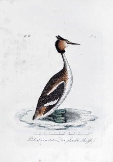 Mücke Heinrich – Potápka roháč, staře kolorovaný původní lept, ca 1840