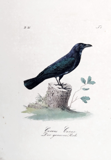 Mücke Heinrich – Krkavec velký, staře kolorovaný původní lept, ca 1840