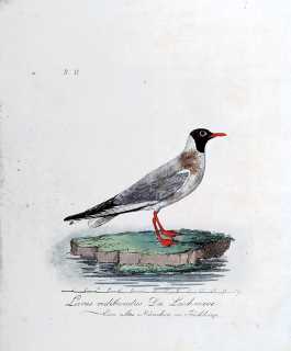 Mücke Heinrich – Racek chechtavý, staře kolorovaný původní lept, ca 1840