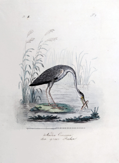 Mücke Heinrich – Volavka popelavá, staře kolorovaný původní lept, ca 1840