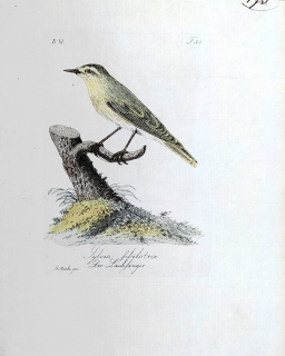 Mücke Heinrich – Budníček lesní, staře kolorovaný původní lept, ca 1840