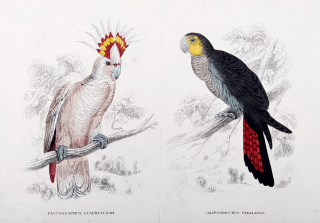 Seipp A. – Kakadu inka, Kakadu červenoocasý černý, kolorovaná litografie, ca 1860