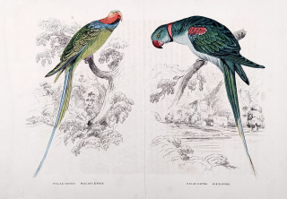 Seipp A. – Alexandr dlouhoocasý, Alexandr modrý, kolorovaná litografie, ca 1860