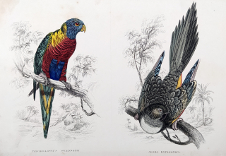 Seipp A. – Lori horský, Papoušek patagonský, kolorovaná litografie, ca 1860